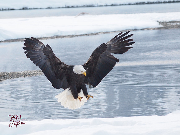Alaskan Bald Eagles (18)