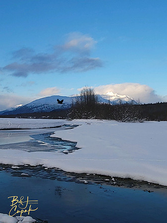 Alaskan Bald Eagles (1)
