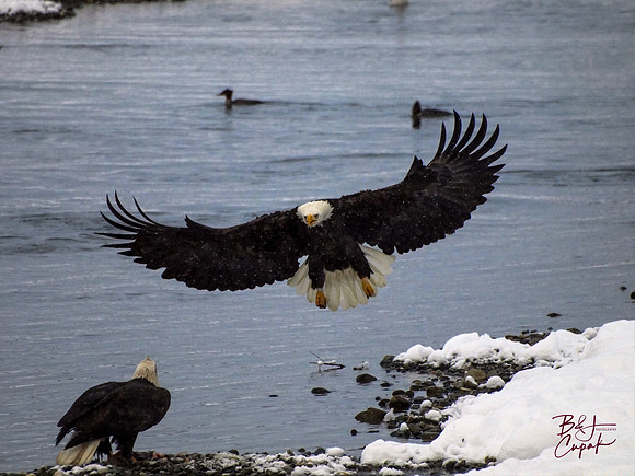 Alaskan Bald Eagles (2)