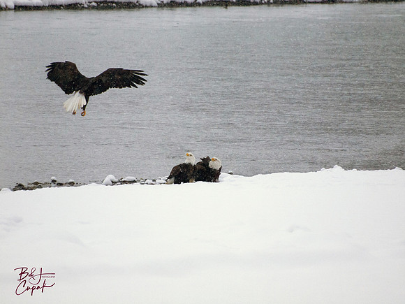 Alaskan Bald Eagles (13)