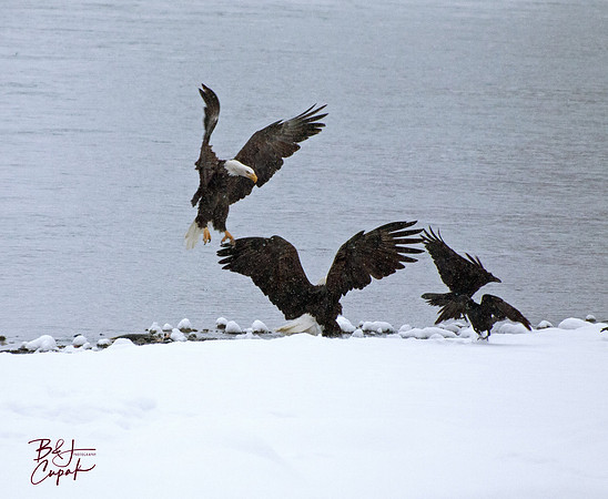 Alaskan Bald Eagles (11)