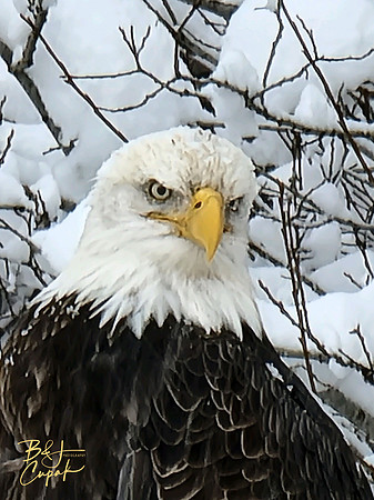 Alaskan Bald Eagles (3)