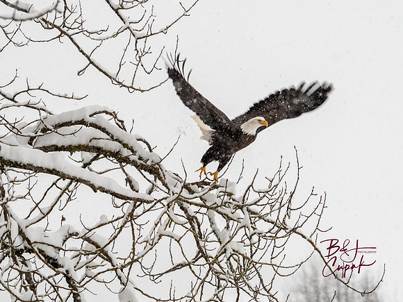 Alaskan Bald Eagles (8)