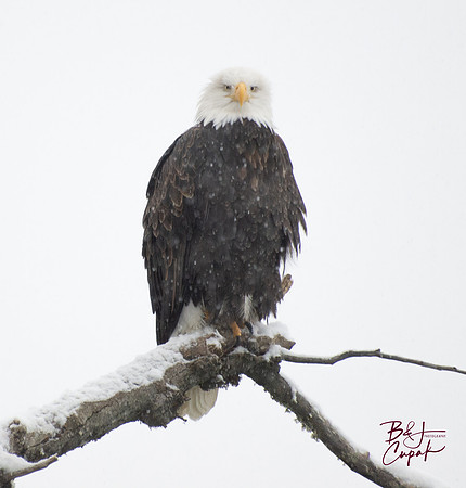 Alaskan Bald Eagles (14)