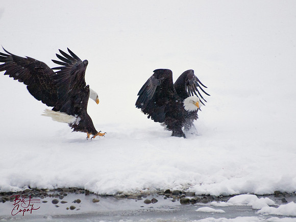 Alaskan Bald Eagles (9)