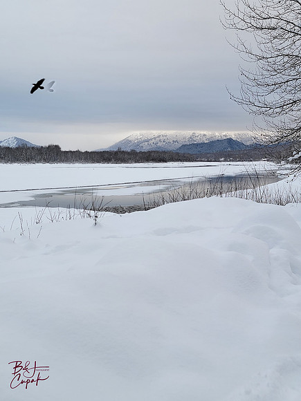 Alaskan Bald Eagles (1)