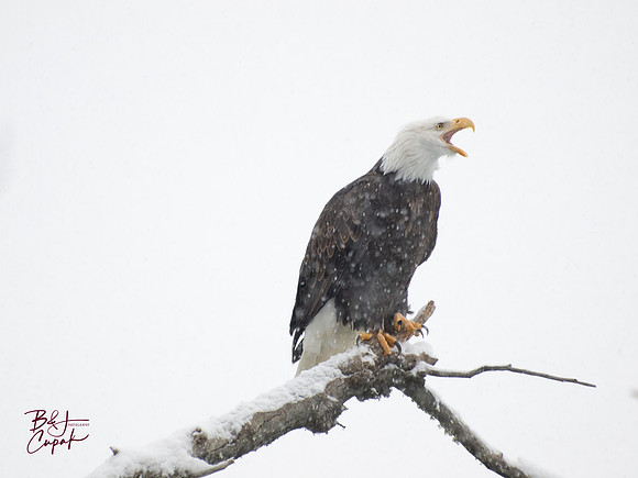 Alaskan Bald Eagles (15)