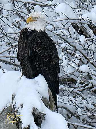 Alaskan Bald Eagles (7)