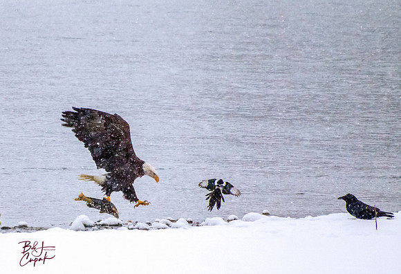 Alaskan Bald Eagles (12)