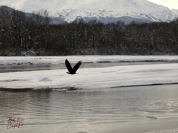 Alaskan Bald Eagles (6)