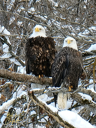Alaskan Bald Eagles (2)