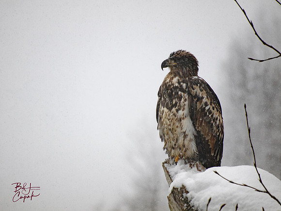 Alaskan Bald Eagles (16)