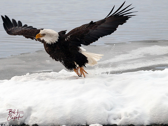 Alaskan Bald Eagles (3)