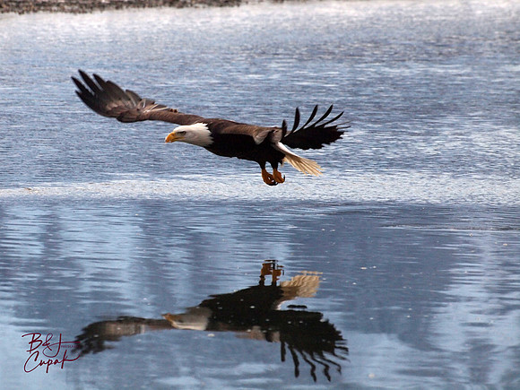 Alaskan Bald Eagles (17)