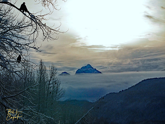 Alaskan Bald Eagles (5)