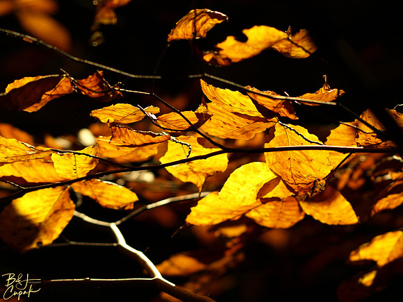 Linn Run State Park, PA (15)