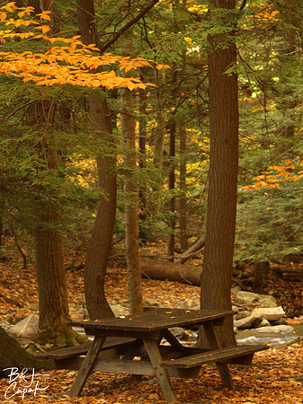 Linn Run State Park, PA (18)