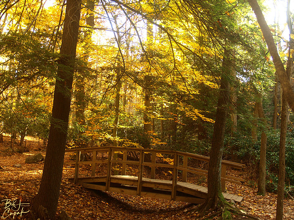 Linn Run State Park, PA (9)