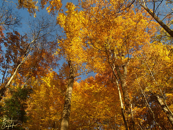 Linn Run State Park, PA (5)