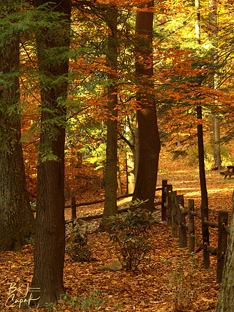 Linn Run State Park, PA (17)