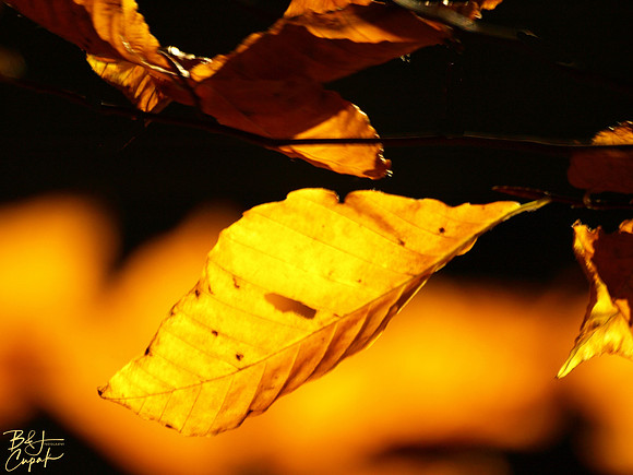 Linn Run State Park, PA (14)