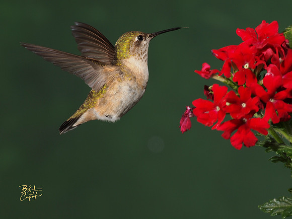 Hummingbirds, British Columbia, Canada (6)