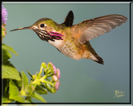 Hummingbirds, British Columbia, Canada (22)