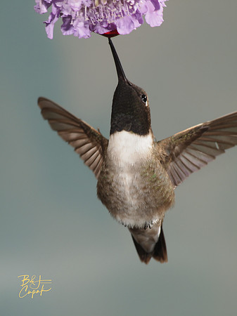 Hummingbirds, British Columbia, Canada (20)