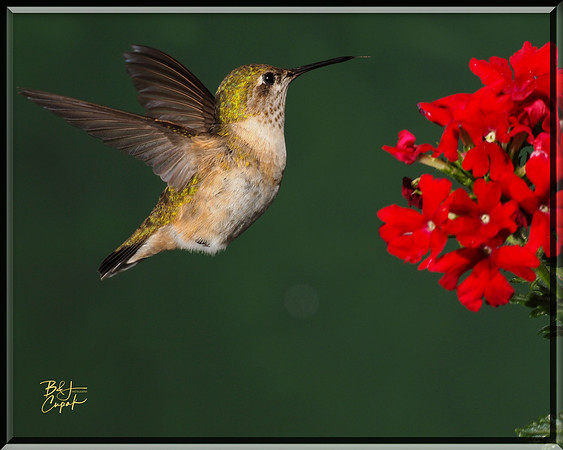 Hummingbirds, British Columbia, Canada (24)