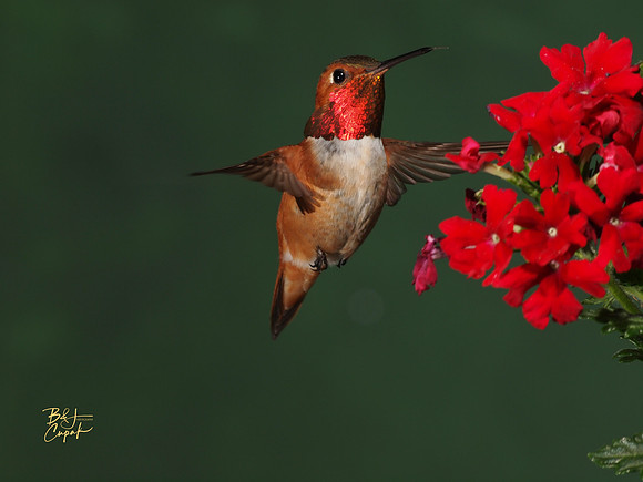 Hummingbirds, British Columbia, Canada (9)