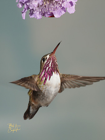 Hummingbirds, British Columbia, Canada (18)
