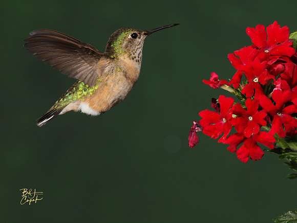 Hummingbirds, British Columbia, Canada (13)