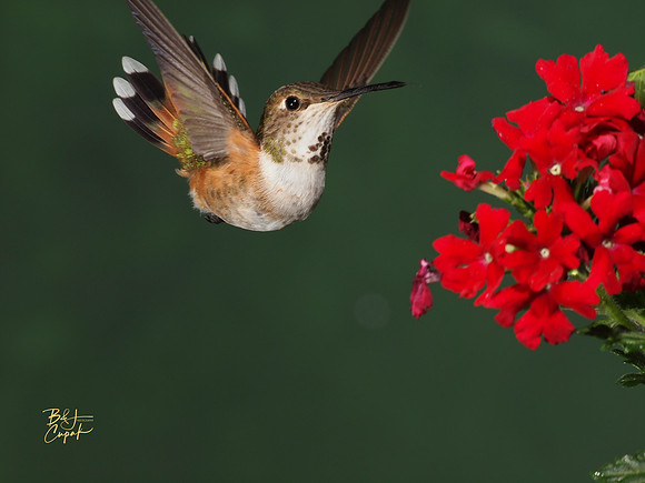 Hummingbirds, British Columbia, Canada (11)
