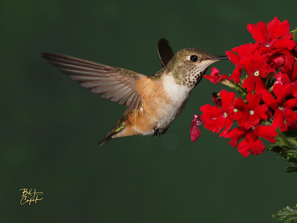 Hummingbirds, British Columbia, Canada (10)