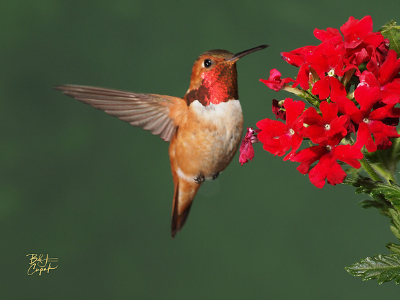 Hummingbirds, British Columbia, Canada (5)