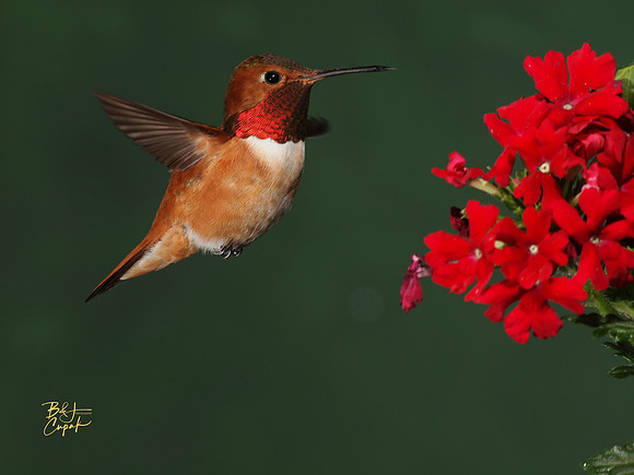 Hummingbirds, British Columbia, Canada (12)
