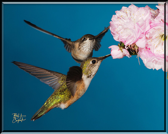 Hummingbirds, British Columbia, Canada (2)
