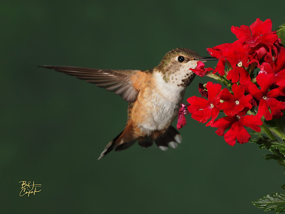 Hummingbirds, British Columbia, Canada (8)