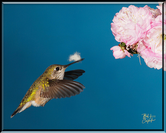 Hummingbirds, British Columbia, Canada (3)