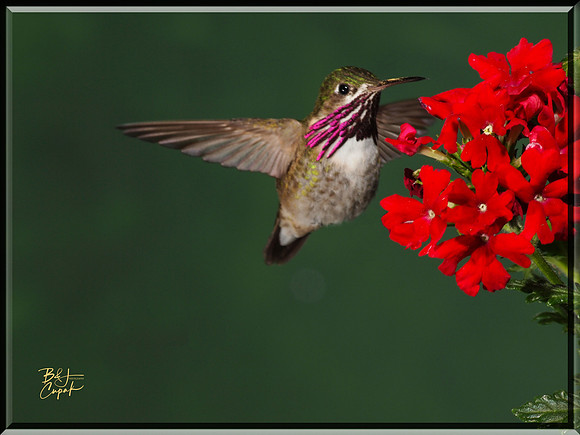 Hummingbirds, British Columbia, Canada (25)