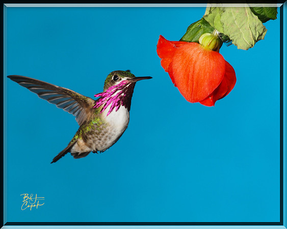 Hummingbirds, British Columbia, Canada (27)