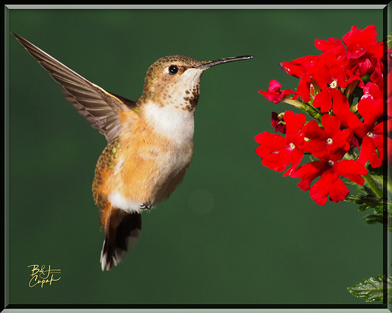 Hummingbirds, British Columbia, Canada (23)