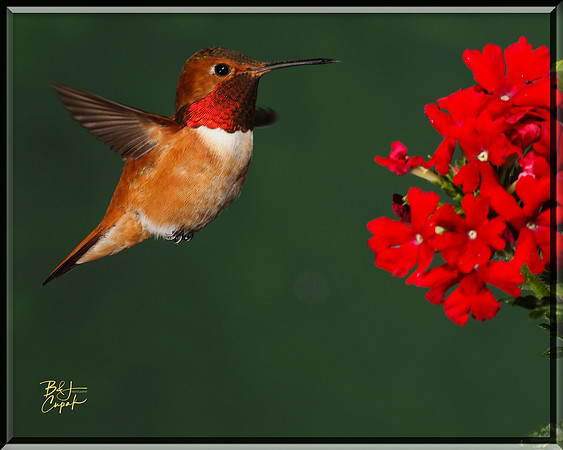 Hummingbirds, British Columbia, Canada (26)