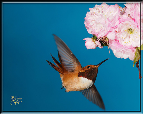 Hummingbirds, British Columbia, Canada (1)