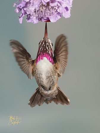 Hummingbirds, British Columbia, Canada (17)