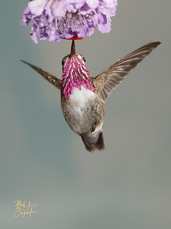 Hummingbirds, British Columbia, Canada (21)