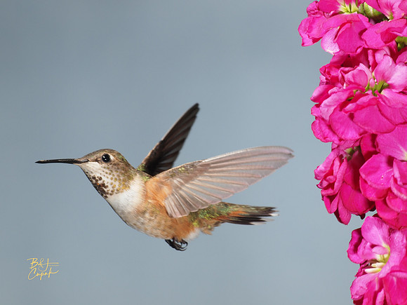 Hummingbirds, British Columbia, Canada (14)