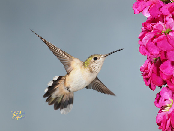 Hummingbirds, British Columbia, Canada (16)