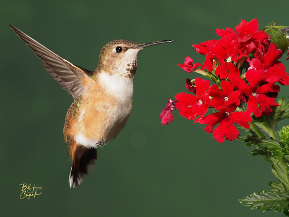 Hummingbirds, British Columbia, Canada (4)