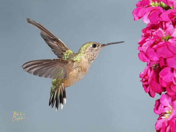 Hummingbirds, British Columbia, Canada (15)